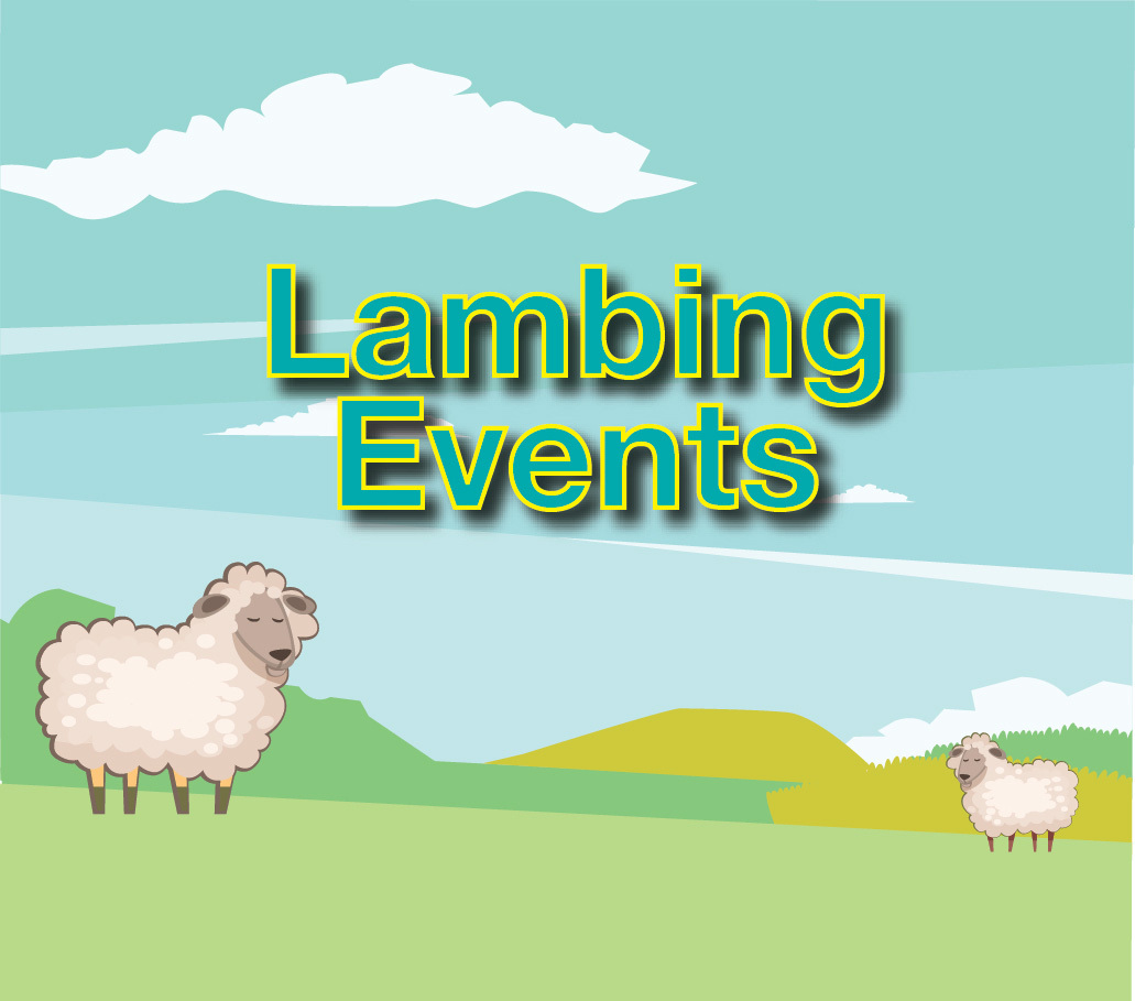 Lambing Event