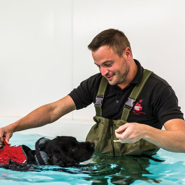 Animal Therapy & Rehabilitation FdSc and BSc (Hons)